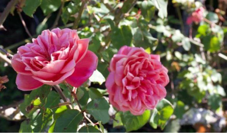 Le Gite Entre Val Et Rose 프로뱅 외부 사진